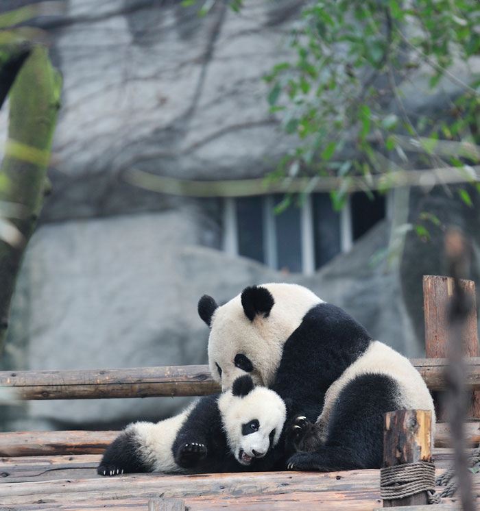 Zoo Atlanta, Marietta